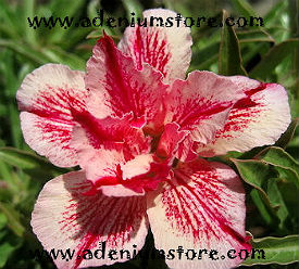 (image for) Adenium Seeds 'Thunder Dragon' (5 Seeds) - Click Image to Close
